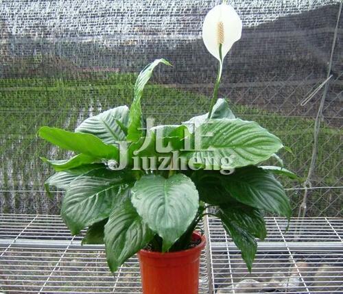 白鹤芋怎么养 白鹤芋的养殖方法