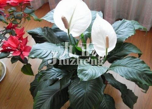 白鹤芋怎么养 白鹤芋的养殖方法