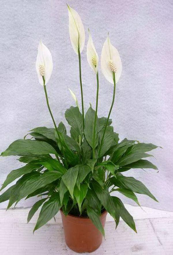 观叶植物过冬法之白鹤芋