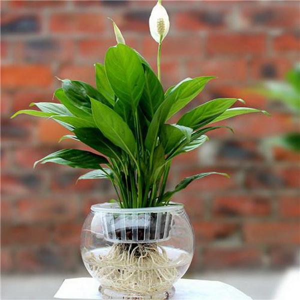 观叶植物过冬法之白鹤芋