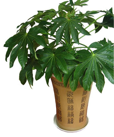 八角金盘的病虫害防治知识