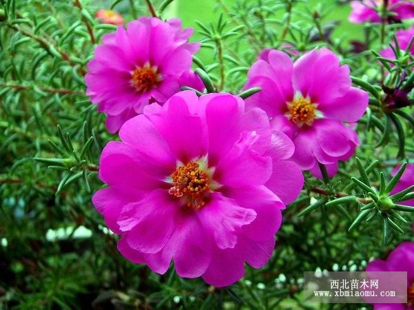 半枝莲的病虫害防治