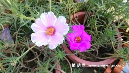 半枝莲花卉图片 11张