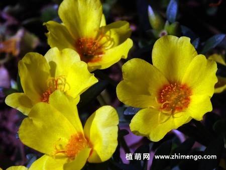 半枝莲花卉图片 11张