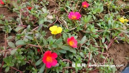 半枝莲花卉图片 11张
