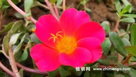 半枝莲花卉图片 11张