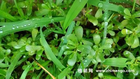 半枝莲花卉图片 11张