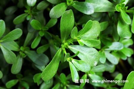 半枝莲花卉图片 11张