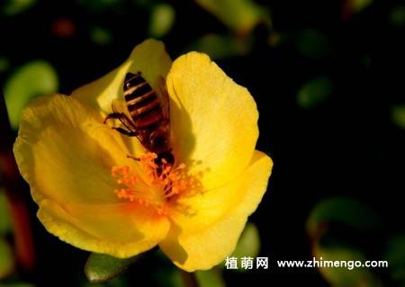半枝莲花卉图片 11张