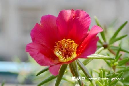 半枝莲花卉图片 11张