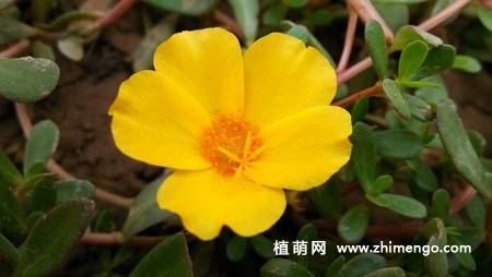 半枝莲花卉图片 11张
