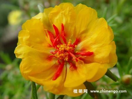 半枝莲花卉图片 11张