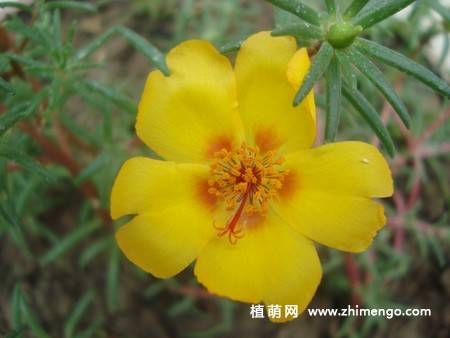 半枝莲花卉图片 11张