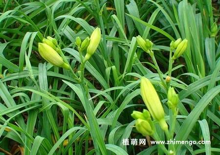 萱草叶子发黄怎么办，萱草叶黄处理