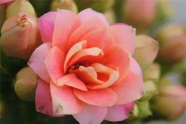 凤尾长寿花有几种 怎么养护