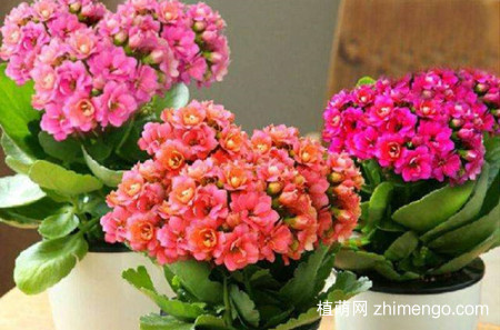 长寿花掉叶子怎么办？有这四个解决方法
