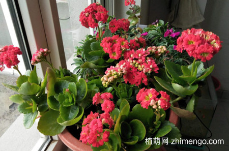 长寿花掉叶子怎么办？有这四个解决方法