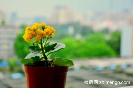 长寿花掉叶子怎么办？有这四个解决方法