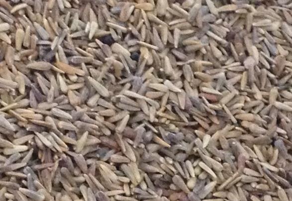 翠菊播种时间及种植方法详细解答