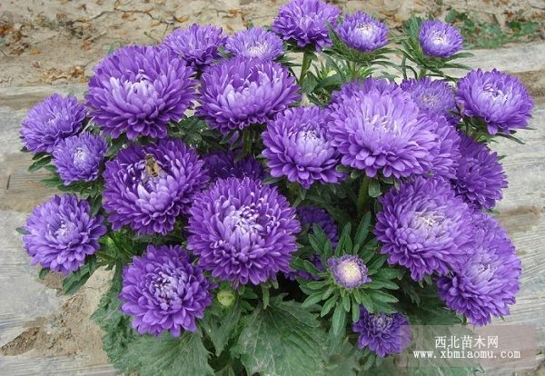 翠菊轮纹病防治方法