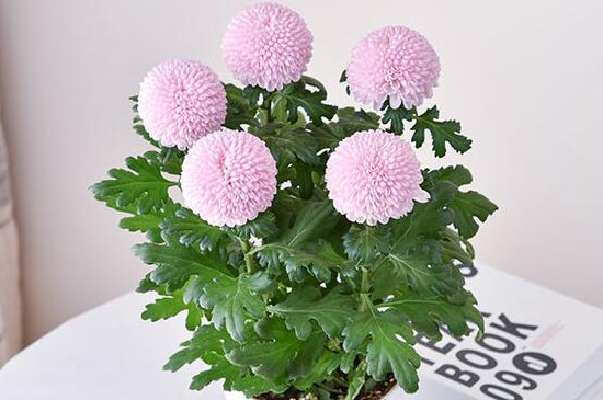乒乓菊耐寒多少度