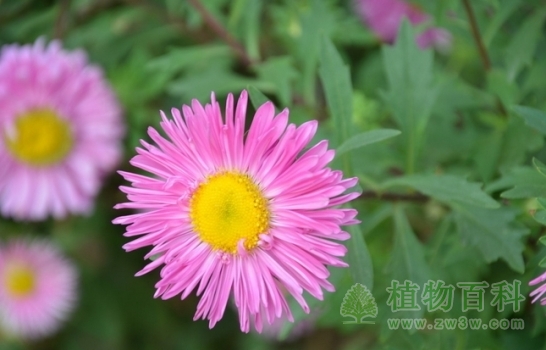 【认识翠菊】翠菊简介