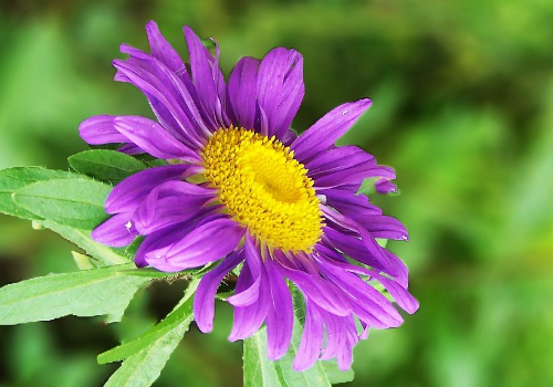 翠菊花种子种植方法 花语是什么