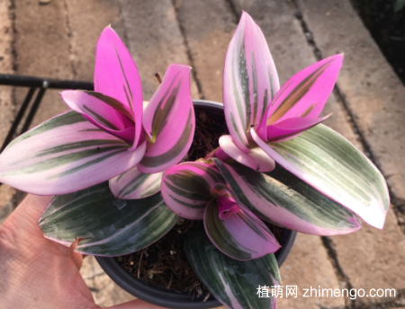油画婚礼吊兰，婚礼吊兰，吊竹梅的区别