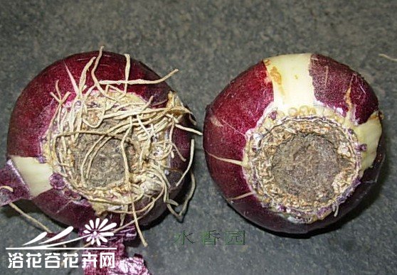 风信子种球水培操作图解