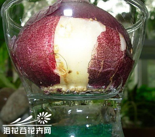 风信子种球水培操作图解