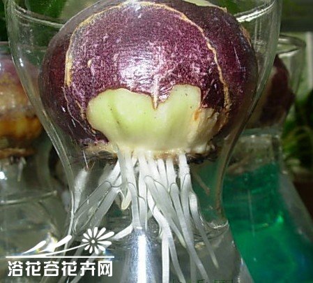 风信子种球水培操作图解