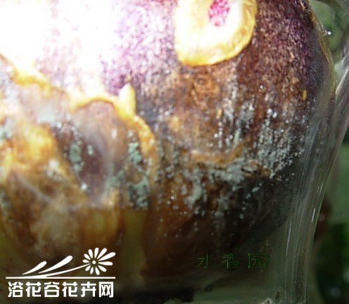 风信子种球水培操作图解