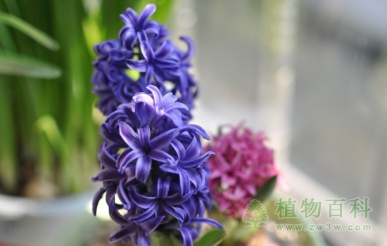 风信子图片-风信子(花期图,欣赏图)