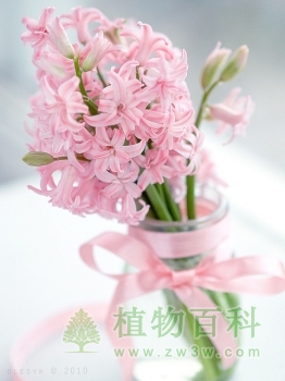 风信子图片-风信子(花期图,欣赏图)