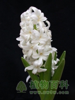 风信子图片-风信子(花期图,欣赏图)