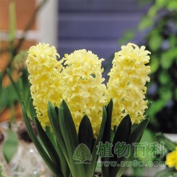 风信子图片-风信子(花期图,欣赏图)