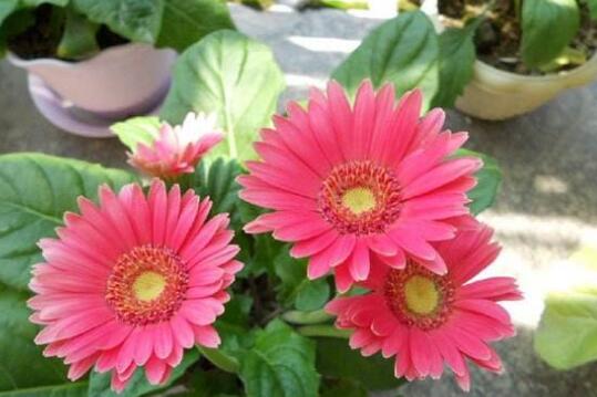 非洲菊叶子发黄怎么办