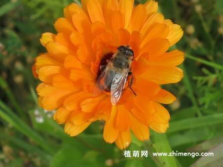 12张非洲菊花图片