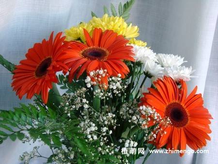12张非洲菊花图片