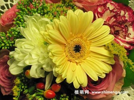 12张非洲菊花图片