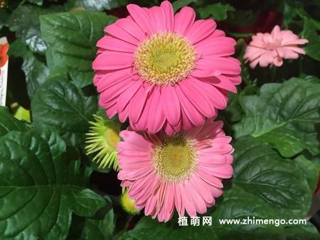12张非洲菊花图片