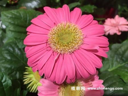 12张非洲菊花图片