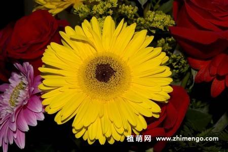 12张非洲菊花图片