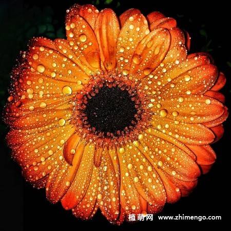 12张非洲菊花图片