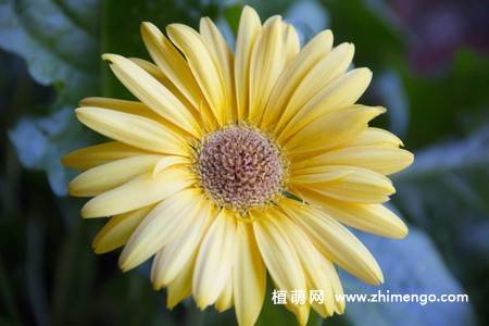 12张非洲菊花图片