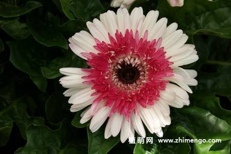 12张非洲菊花图片