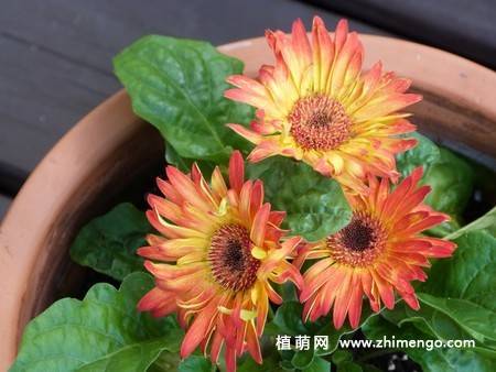 12张非洲菊花图片