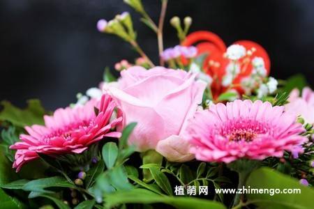 12张非洲菊花图片