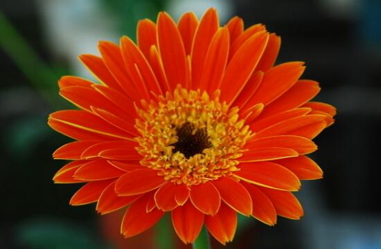 非洲菊的花语是什么，不同颜色非洲菊花语大全/高洁和清雅