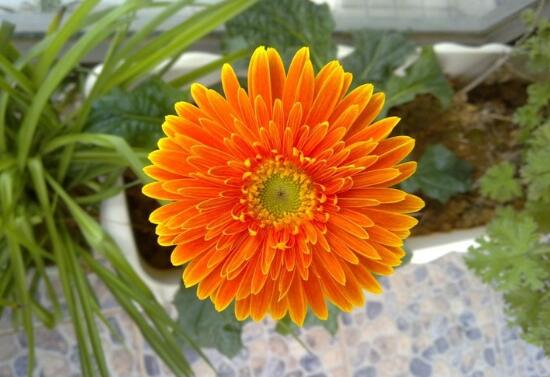 非洲菊的花语是什么，不同颜色非洲菊花语大全/高洁和清雅